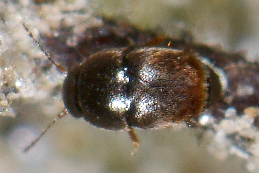 Ptiliidae: Acrotrichis sp.